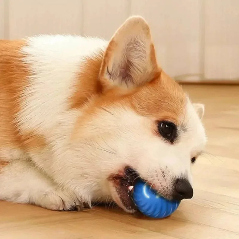Motionball | Pelota interactiva automática para perros
